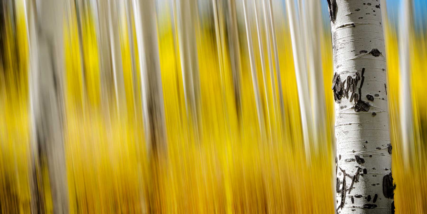 motion blurred imagery of yellow leaves on white barked aspen trees